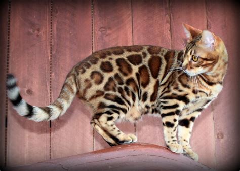 Bengal Cats For Sale San Diego Ca 280093 Petzlover