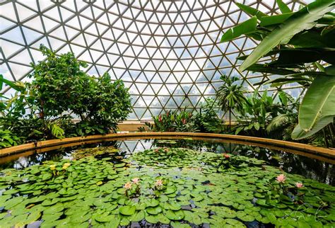 The brisbane botanic gardens were laid out by walter hill and one of his first actions was to plant the now magnificent bunya trees which skirt the riverside walk as in this photo. Brisbane Botanic Gardens at Mt Coot-tha - Tropic of Camera
