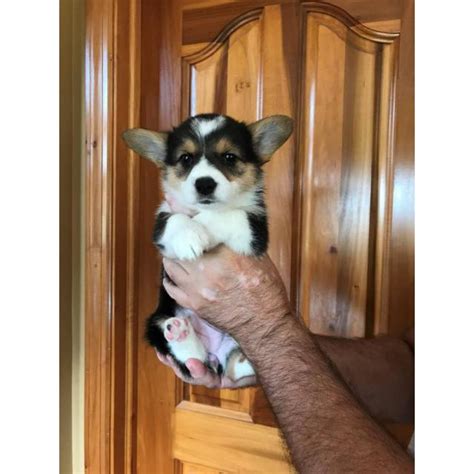 The majority of corgi breeders out there seem to be backyard breeders or puppy mills, cashing in on the recent popularity of the breed. 7 Healthy Corgi puppies for sale in Dayton, Ohio - Puppies ...