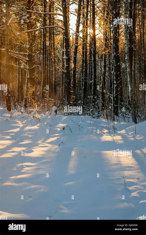 Sunlight Shining Through Snow Covered Trees In Winter Forest During