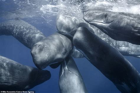 Stunning Pictures Show Mother Sperm Whale Feeding Its Calf By Injecting