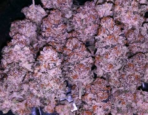 How To Grow Purple Weed Bayareacannabis