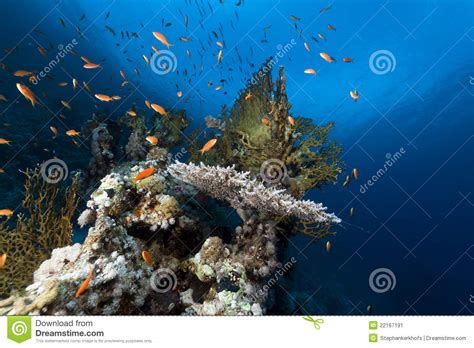 Tropical Underwater Life In The Red Sea Stock Image
