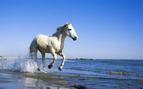 camargue white horse wallpapers hd wallpapers id