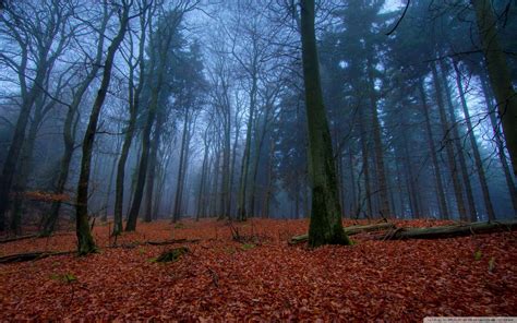 Download November In Forest Ultrahd Wallpaper Wallpapers Printed