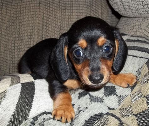 27 Dachshund Puppies For Sale In Tn Photo Bleumoonproductions