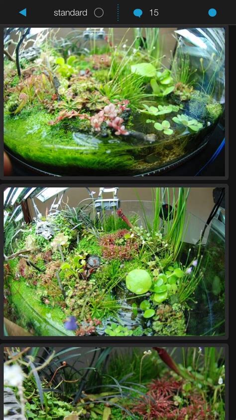 Mainam anubias nana petite potted live aquarium plants for nano fish tank. Nano aquarium with carnivorous plants: http://imgur.com/a ...