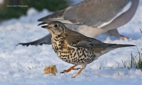 Wolds Birding Thrushes Galore