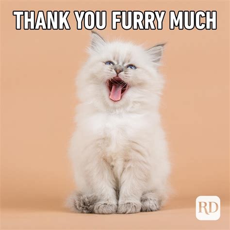 Thank You Memes Images 51 Nice Thank You Memes With Cats Thank You