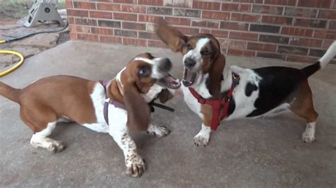 Two Basset Hounds Playing Youtube