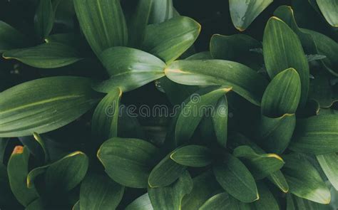 Tropical Green Leaves Abstract Leaf Pattern Nature Background