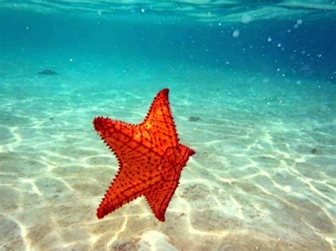 Aquatic Constellations Starfish Aleph