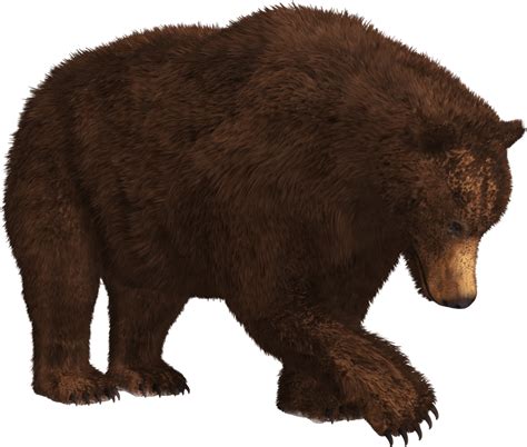 Download Bear Clipart Transparent Background Bear Png Clipartkey