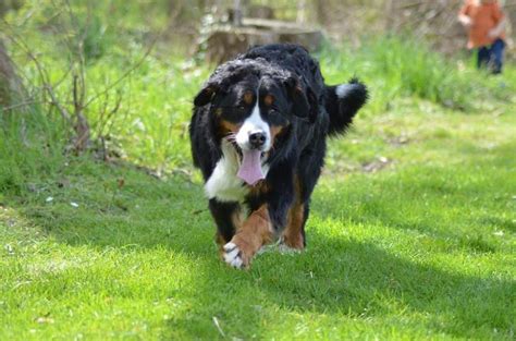 9 Best Companion Dogs For Bernese Mountain Dog With Pictures Puplore