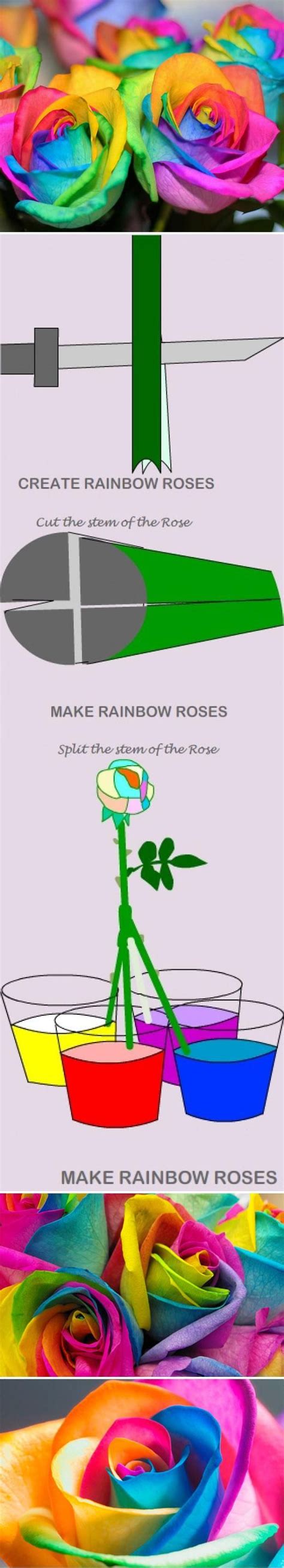 How To Make Rainbow Roses A Step By Step Handy Diy Rainbow Roses