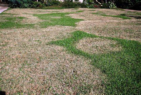 Blotches On Your Grass Here’s How To Heal A Diseased Lawn