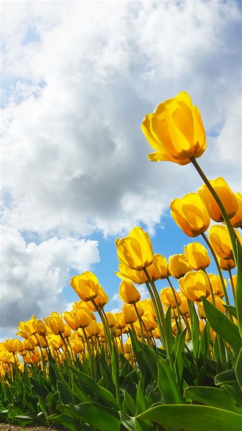 20 Incomparable Spring Wallpaper Iphone 4k You Can Download It Free