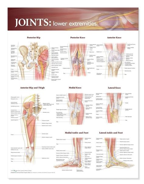The muscles located in the leg that move the ankle and foot are divided into anterior, posterior, and lateral compartments. Joints Of The Lower Extremities Laminated Anatomical Chart ...