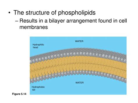 Ppt Lipids Powerpoint Presentation Free Download Id1773798