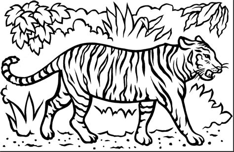 Tiger Drawing Easy At Explore Collection Of Tiger
