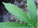 Spots On Marijuana Leaves Images