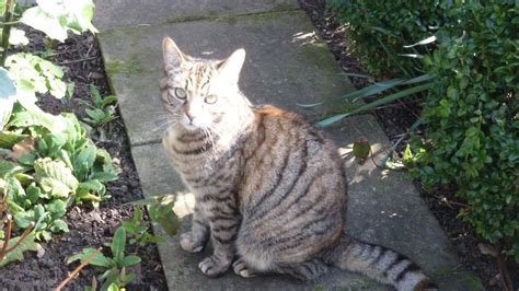 Beautiful Female Tabby Cat For Sale Woking Surrey