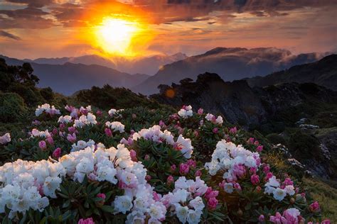 Sunset Flower Mountain Hd Wallpaper