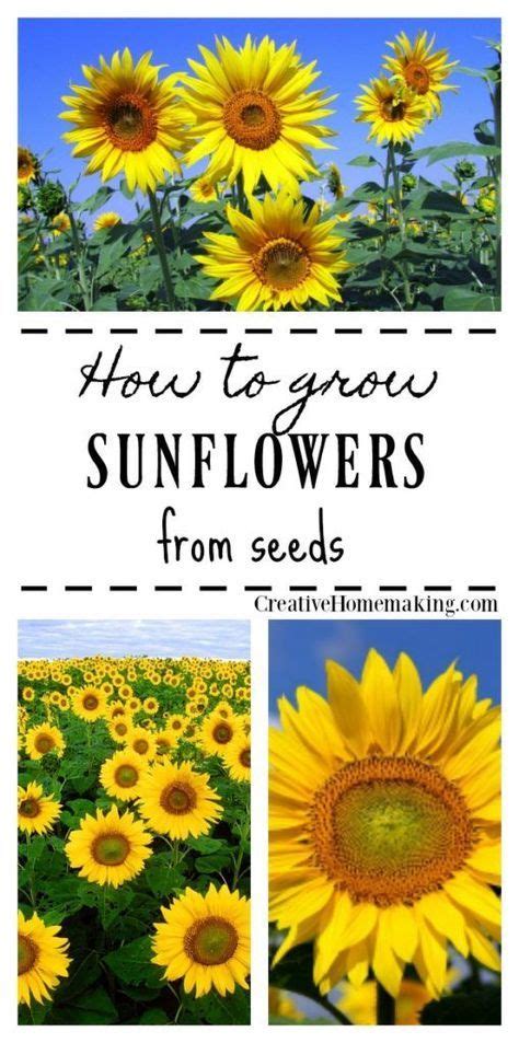 Some varieties of sunflower take 120 days to mature, which just. Growing Sunflowers from Seed | Growing sunflowers from ...