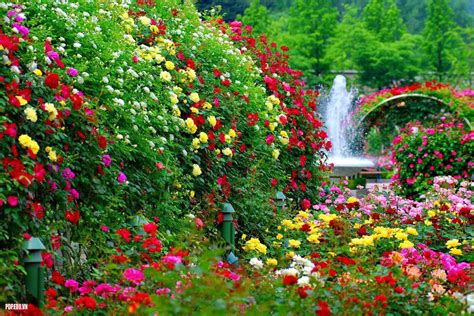 Bộ Sưu Tập Hình ảnh Vườn Hoa đẹp Top Hơn 999 Hình ảnh Vườn Hoa đẹp