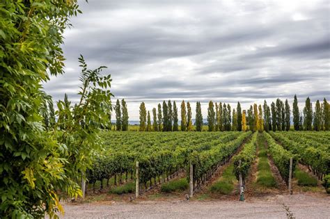 Mendoza Wine Region: How to Plan the Perfect Visit | Wine region, Mendoza, Wine tour