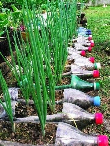 Tapi di perkotaan, orang mengalami kesulitan untuk menanam sayur di rumah karena lahan yang sempit. tanam sayur sendiri