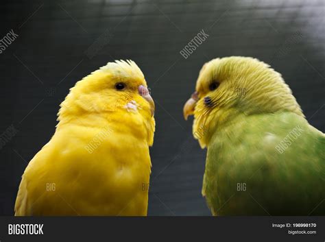 Pair Wavy Parrots Two Image And Photo Free Trial Bigstock