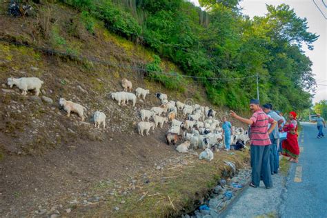 Pokhara Nepal September 04 2017 Shepherd Take Care Of Flocks Of Goats Going Along The