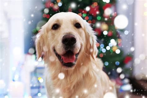 Quiz What Is Santa Bringing Your Pets This Year Fetch