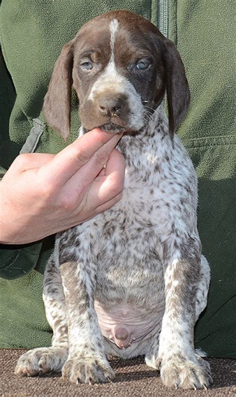 There are 380 german short hair for sale on etsy, and they cost $21.32 on average. Trained german shorthaired pointer puppies for sale - Dogs ...