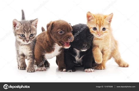 See more ideas about γατάκια, γάτες, ζώα. Gattini e cuccioli . - Foto Stock: Foto, Immagini © Voren1 ...