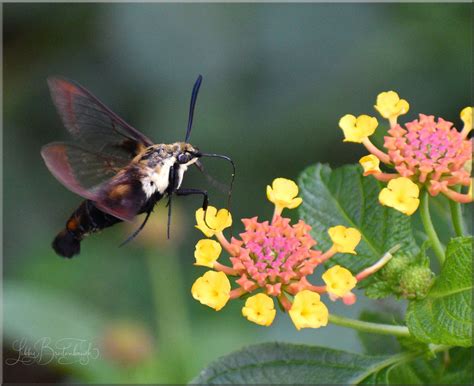 Clearwing Hummingbird Moth Hummingbird Moth Butterfly Garden Animals