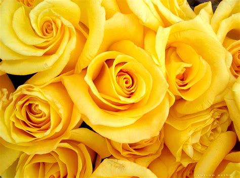 Are Banks Open on Mother's Day 2017? - SavingAdvice.com Blog