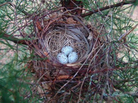 Photo Share Northern Cardinal Nest With Eggs