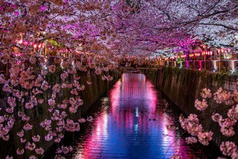 Japanese cherry blossoms shot in long exposure at night by arixxx — 5 things i learned today. 2020 Evening Hanami (Cherry Blossom) Tour: Tokyo - Arigato ...