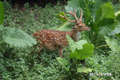Formosan Sika Deer Zoochat