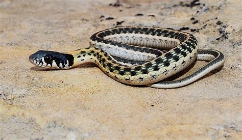 Blackneck Garter Snake Facts And Pictures