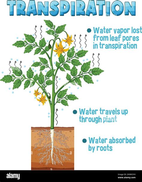 Diagram Showing Plant Transpiration Illustration Stock Vector Image