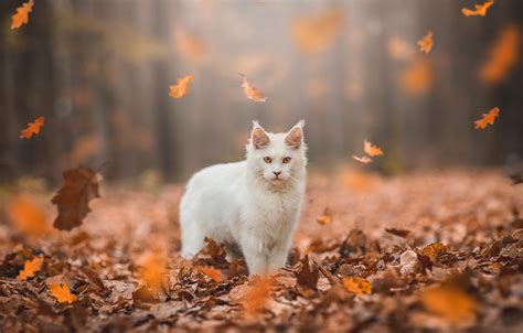 Wallpaper Autumn Forest Cat White Cat Look Leaves Light Nature