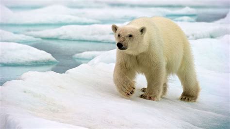 Polar Bears Death Raises Questions About Sustainable