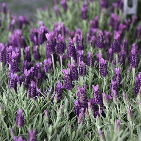 Discover The Best Types Of Elegant Fragrant Lavender For Your Garden