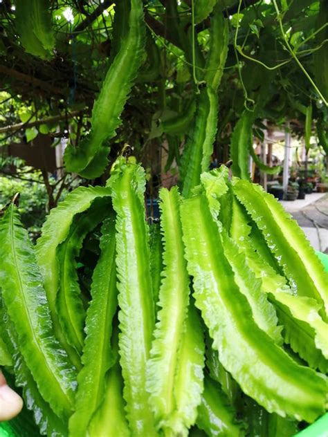 Selain itu kacang hijau tidak mudah pecah. Jika Kacang Botor Yang Ditanam Tak Mahu Berbuah, Kena Ikut ...