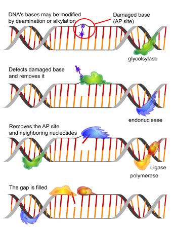 DNA Repair Types Enzymes Pathways Study Com