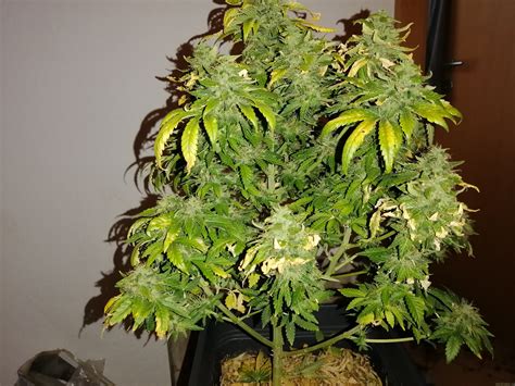 Gorilla Glue 4 From Linda Seeds Cannabis