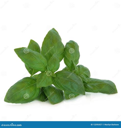 Basil Herb Leaf Sprig Stock Image Image Of Medicinal 13295437